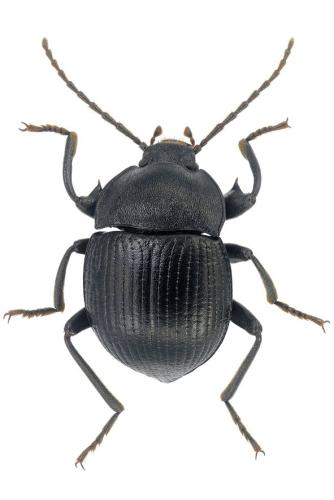 Accanthopus velikensis